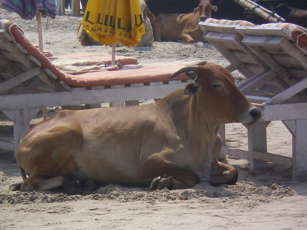 ГОА 2010 289.jpg